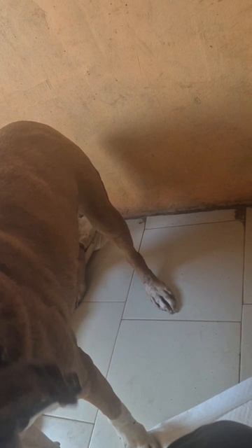 Ликки # Шереметьевский приют # собаки в дар