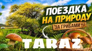 За грибами весной 2026