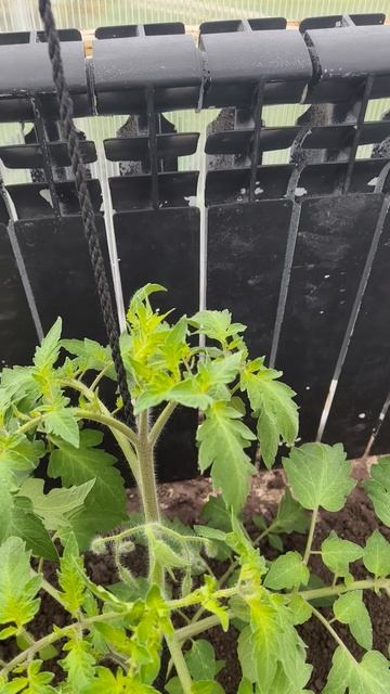 помидоры желтеют верхушки, помогите 25 апреля #теплица #дача #садоводничество #огород #уходзатеплице