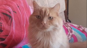 Домик🏡с окнами❇️в☘️сад/Как на🐈 Персиковы🎊именины🎈6 лет🎉однако/#рек #котик #дом #vlog