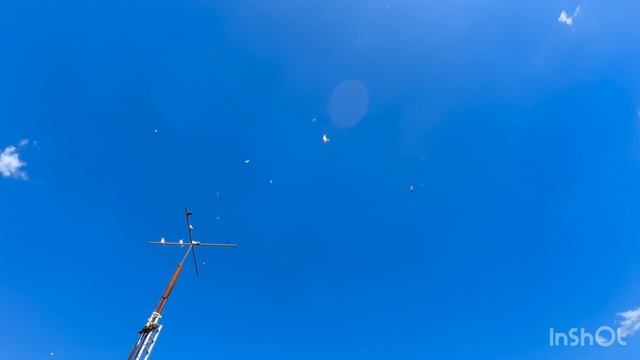 25.04.2026 г Гоняю Голубей ,по Супер!!!