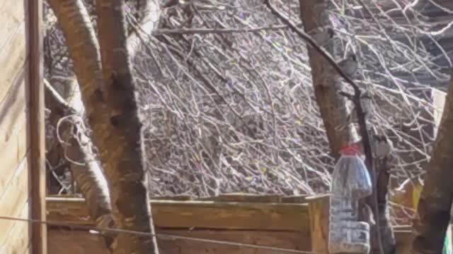 Пешком по ... весеннему утру. Воробьи.