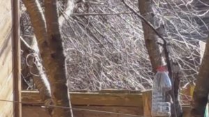 Пешком по ... весеннему утру. Воробьи.