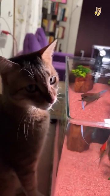 Котэ и рыбка.😻Веселые котики. Коты хулиганы! Невероятные трюки! #кот #хулиган #трюк #смех #short