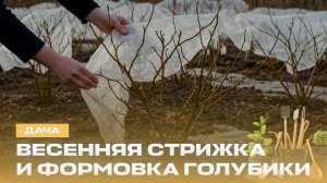 Как обрезать саженец голубики? Какие почки можно удалять? Весенняя обработка сада | "Дача"
