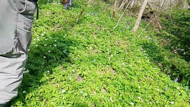 пошли по грибы