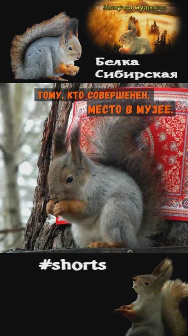 Белка спокойна у ковра