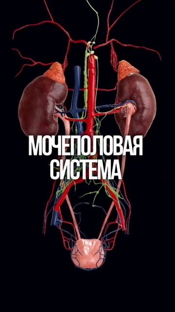 Сыпь на коже расскажет о проблемах внутри. Хочешь очистить кожу? Ссылка в шапке профиля