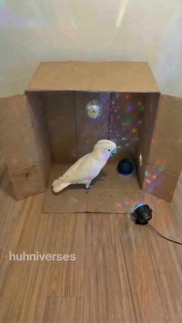 Видео от Департамент Кринжовых Видосов | ДКВ