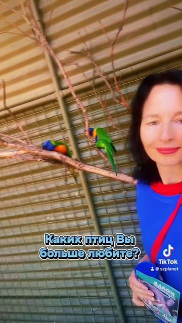 Австралийские птицы - Кукабарра и  попугаи Лорикеты #австралия #попугаи #птицы #parrots #birdslife