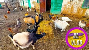 Козы скоро лопнут! Рожать отказываются!