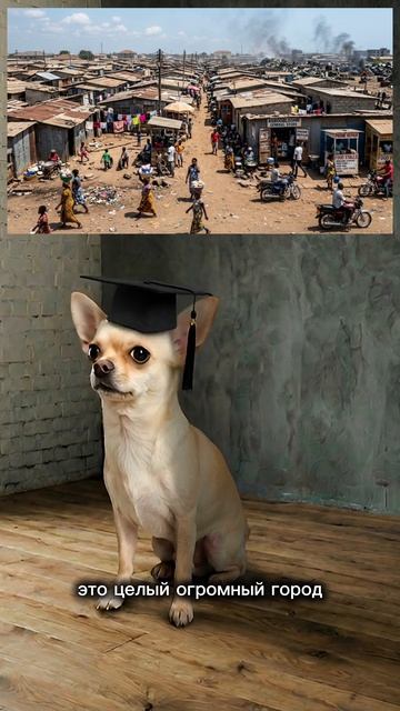 Жизнь на свалке