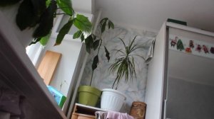 как вырос авокадо