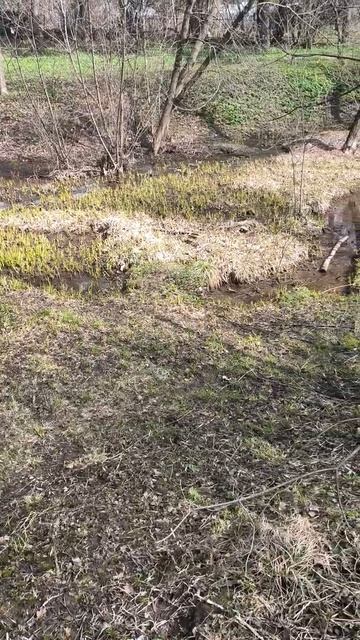 Ручей впадает в пруд
