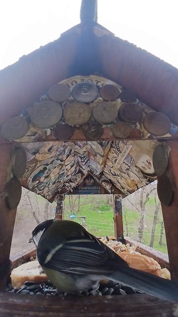 1000016287.mp4Жизнь кормушки.25.04.2026г.