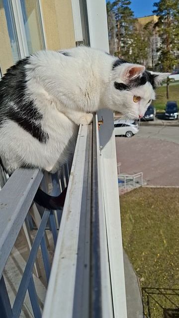 Воробушек у нас на балконе😆