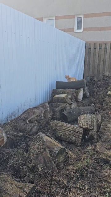 Весна пришла - коты проснулись