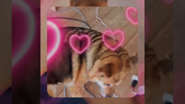 1000057040.mp4 (Собака наблюдает за устройством лестницы на 2-ой этаж в доме А-фрейм)