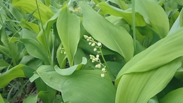 Прогулка. Цветут ландыши. Река Терек и просто красиво.