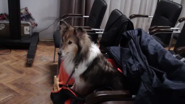 Аделунга 2026 зарисовка