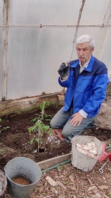 ТОМАТЫ - высаживаем в ТЕПЛИЦУ...