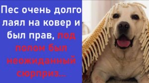 Истории из жизни | Аудио рассказы | Аудиокниги слушать онлайн | Жизненные истории
