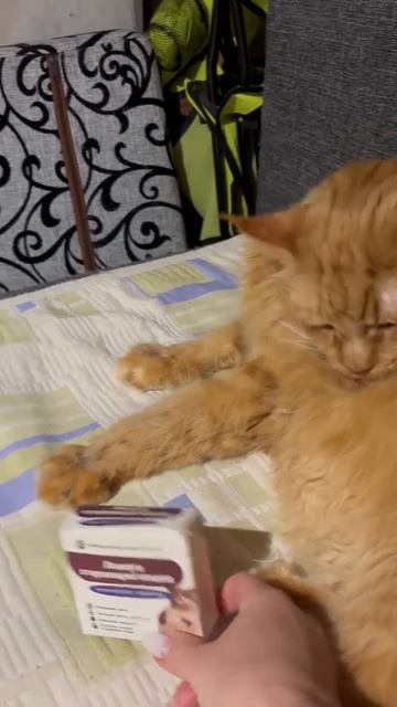 Совет, как помочь больному коту