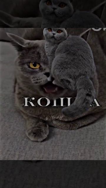 Кошка. Видео не моё!!!