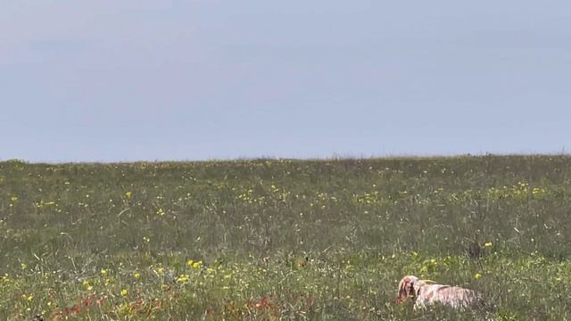 Норман. 24.04.26.