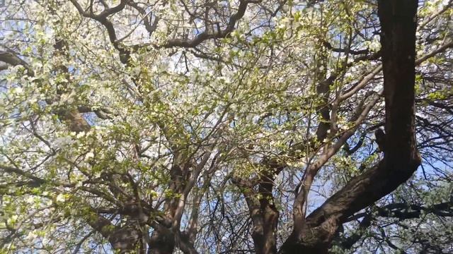 25 апреля,Кисловодск.Алыча продолжает цвести💚