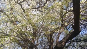 25 апреля,Кисловодск.Алыча продолжает цвести💚