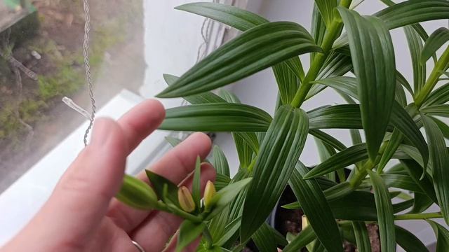 Зацветают лилии на подоконнике 25.04.2026
Людмила