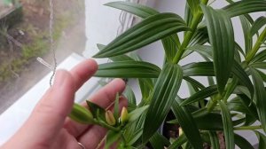 Зацветают лилии на подоконнике 25.04.2026
Людмила