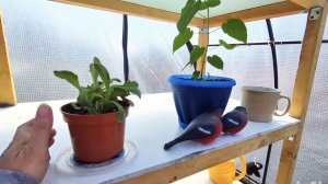 ДЕРЕВЕНСКАЯ Я,АЛТАЙ,ДЕРЕВЕНСКИЙ ВЛОГ,