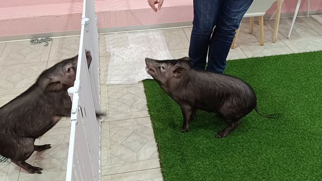 кормёжка минипигов.mp4