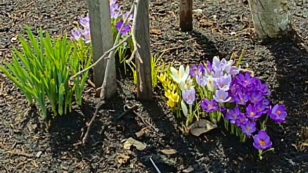 Неужели дождалась...   Дела дачные