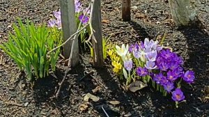 Неужели дождалась...   Дела дачные