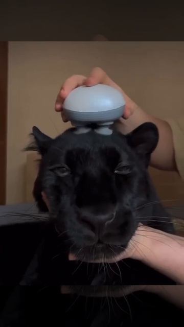 video_16212341164594.mp4