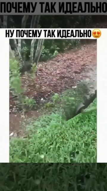 Он стрижет просто идеально