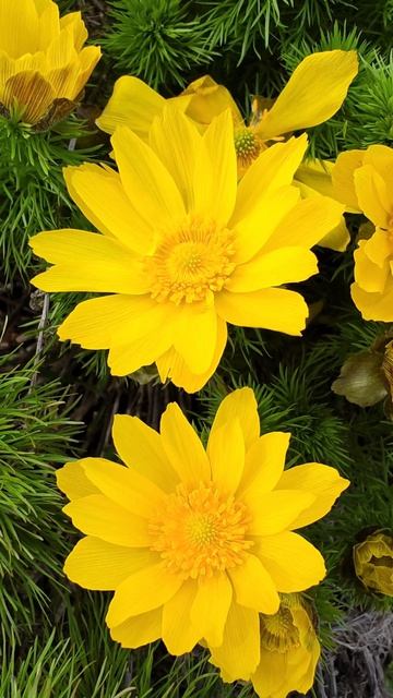 В Крыму массово зацвели дикие пионы и адонисы! Гора Клементьева и ее окрестности!