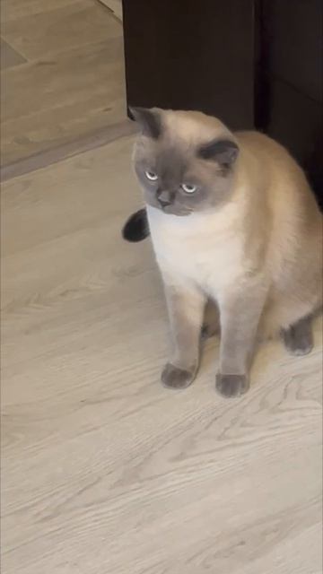 Глупышка ❤️