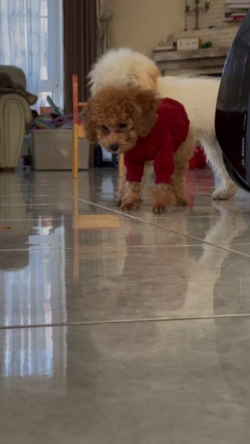 9992285-hd_1080_1920_30fps