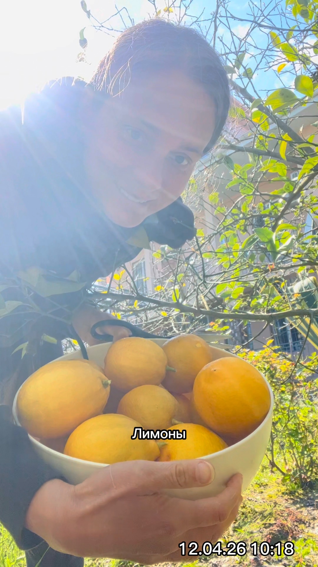 СБОР УРОЖАЯ ЛИМОНОВ И ГРЕЙПФРУКТОВ В АБХАЗИИ