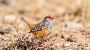 ПТИЦА - ЗЕБРОВАЯ АМАДИНА