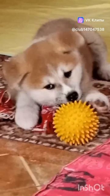 Какая вкусная игрушка