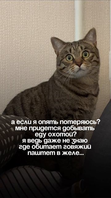 Шпроточка❤️ #моякошка