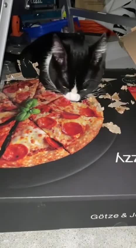 #видео #Милые #животные