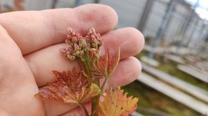 НОВИНКИ 2026!!!🍇🍇🍇 СЕЯНЦЫ!!!🍇🍇🍇 Telegram, WhatsApp, Vlber и MAX +79528500417.