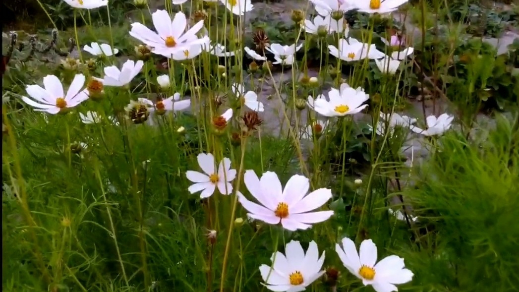 Космея - однолетнее декоративное неприхотливое растение