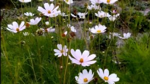 Космея - однолетнее декоративное неприхотливое растение